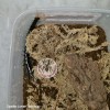 CENTIPEDE